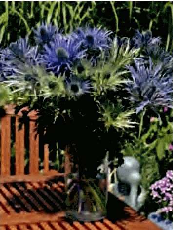 ERYNGIUM ALPINUM VIOLA GR.10 - Foto 2